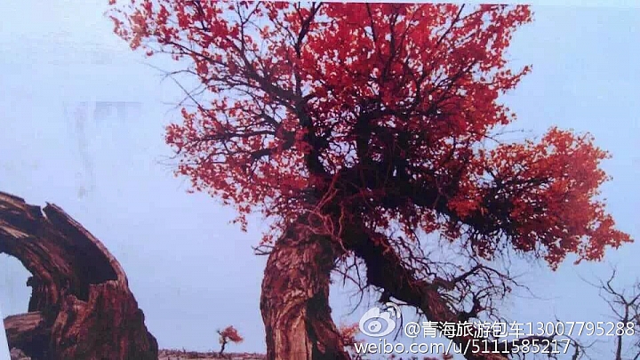 中國青海省青藏高原圖片分享