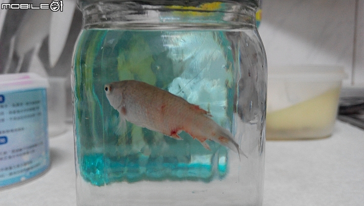 蓋斑鬥魚生病了，腹鰭和背鰭有傷口潰爛