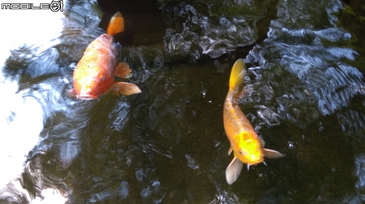 彰化東南中學餵魚遊