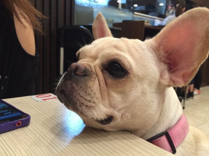 [創作] 個人創作的LINE原創貼圖-法鬥麻糬肥吱吱