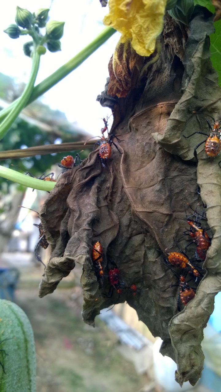 請問這是蟻蛛嗎