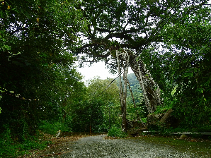 台東樂山赤腹鷹過境，帶著Nikon P900去等，2個多小時的等待卻沒看到。