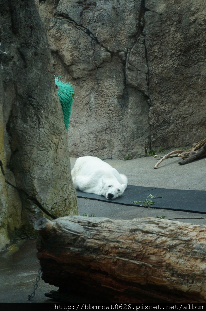 波特蘭行 Day 2 - 動物園也可以這麼好玩!