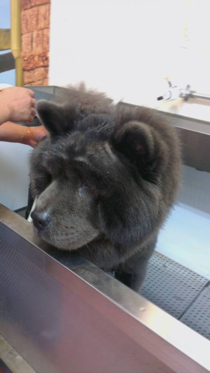 拉克將（鬆獅犬）洗澡記