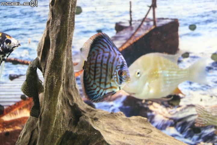 [開箱] Canon 760D 之新人報到