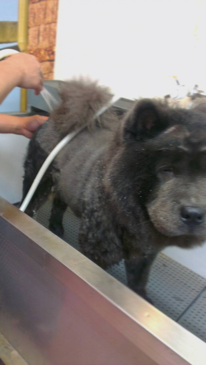 拉克將（鬆獅犬）洗澡記
