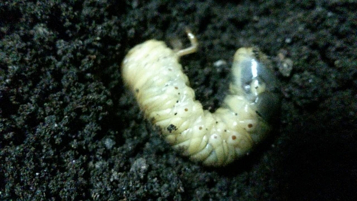 請問土裡的蟲名
