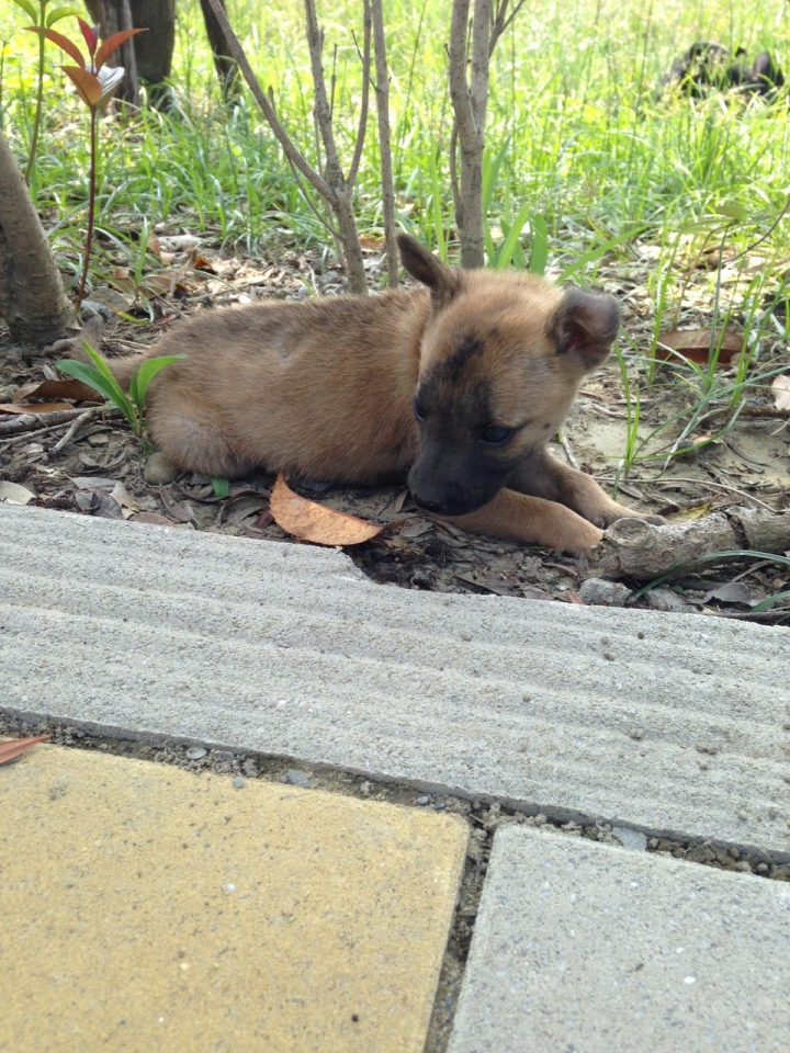 轉po，嘉義幼犬送養