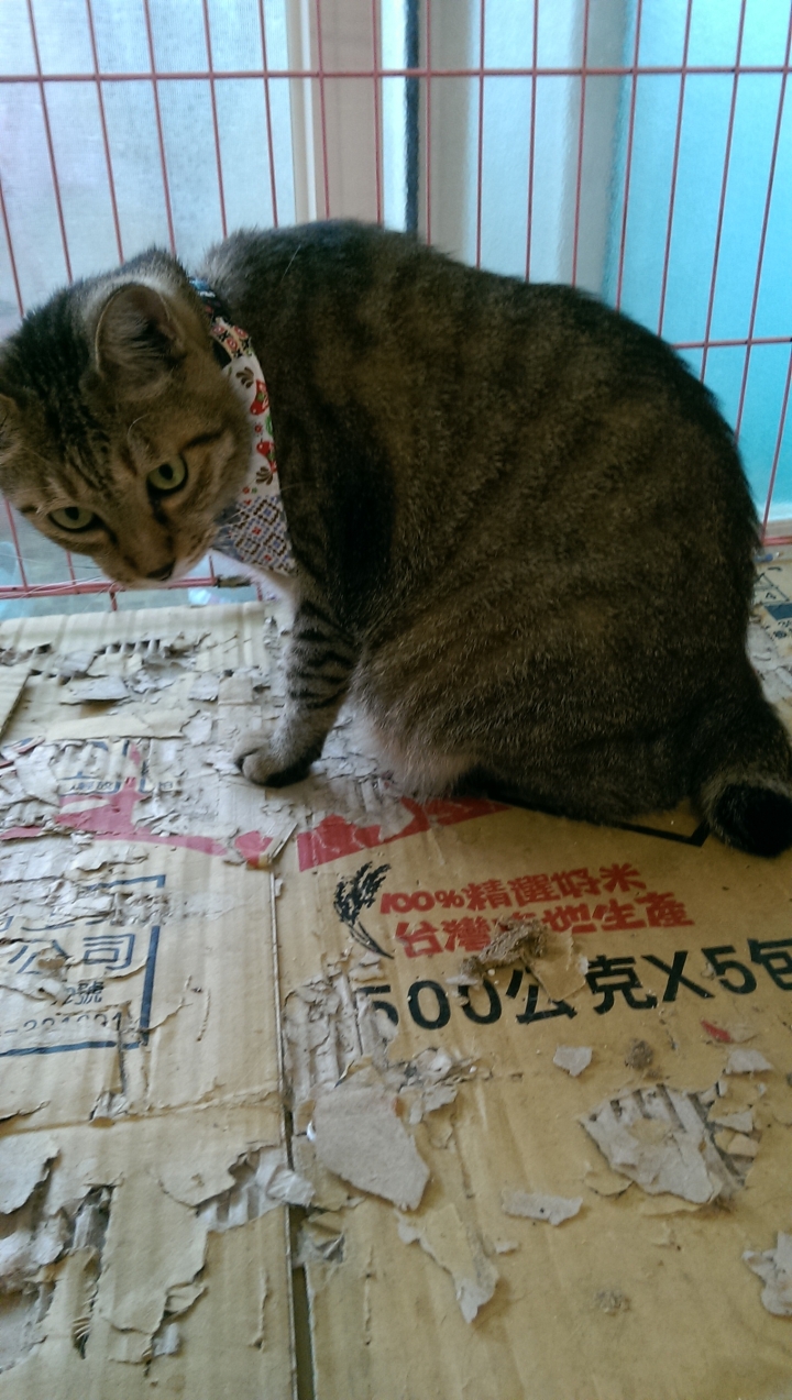貓咪送養(桃園)--已結紮，有打預防針，有寵物晶片