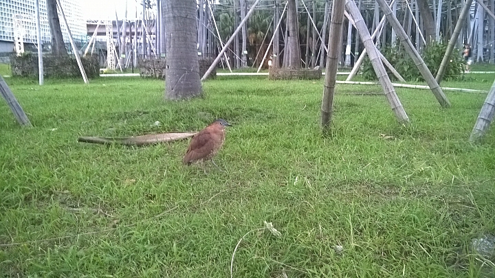 松菸文創發現的鳥?