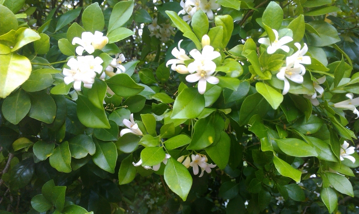 家鄉土地生長的七里香