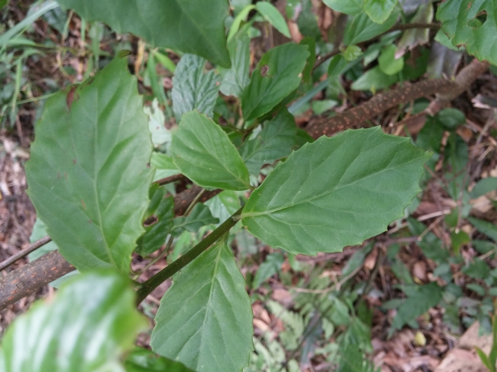 請問植物名