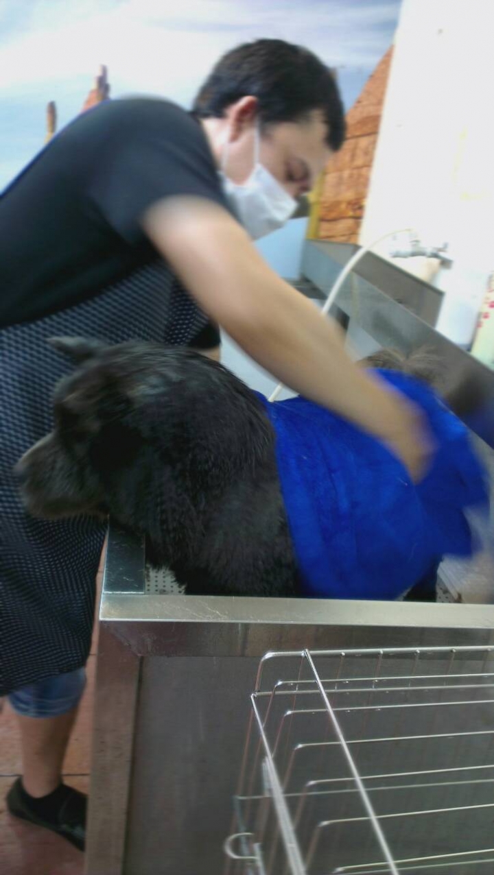 拉克將（鬆獅犬）洗澡記