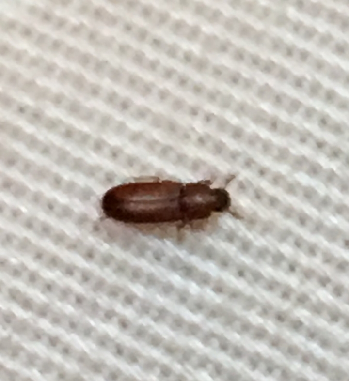 困擾，請問這是什麼蟲？