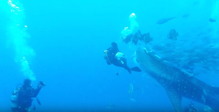 EVO 自我放逐日誌【日本沖繩】鯨鯊潛水