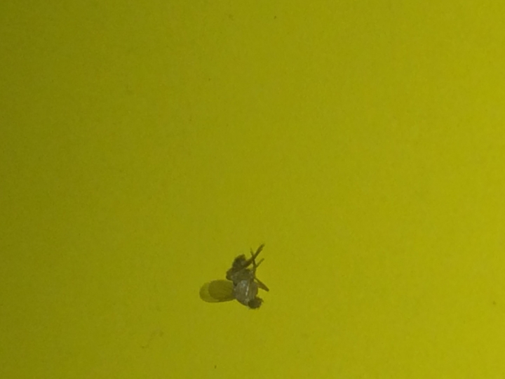 [附圖]請問這是哪種昆蟲，今天放水煙看到的屍體