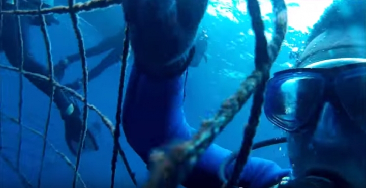 EVO 自我放逐日誌【日本沖繩】鯨鯊潛水