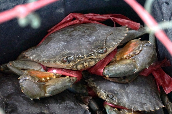 [台南][安平區] 阿美深海鮮魚湯、螃蟹湯、蝦捲