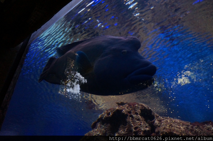 Shark Reef Aquarium - 在沙漠裡探索大海的奧秘