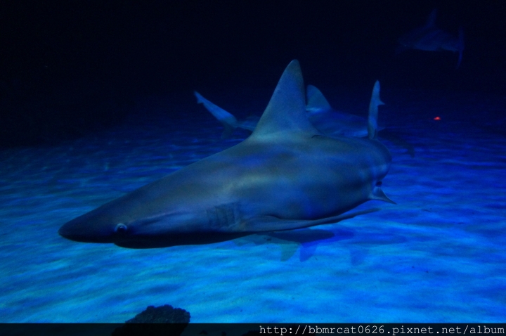 Shark Reef Aquarium - 在沙漠裡探索大海的奧秘