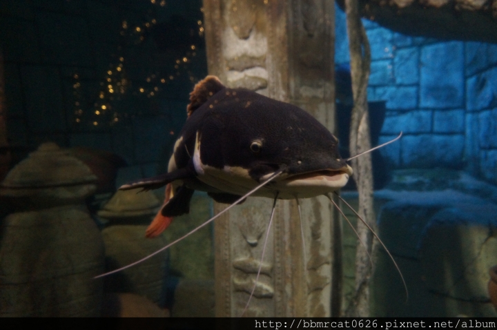 Shark Reef Aquarium - 在沙漠裡探索大海的奧秘