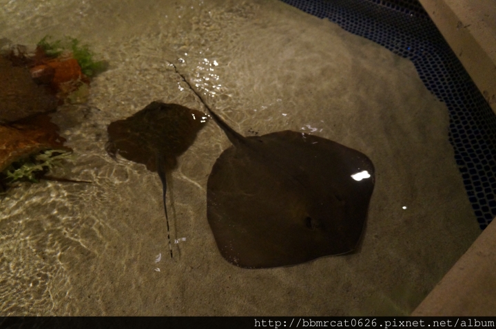 Shark Reef Aquarium - 在沙漠裡探索大海的奧秘