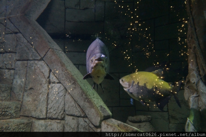 Shark Reef Aquarium - 在沙漠裡探索大海的奧秘