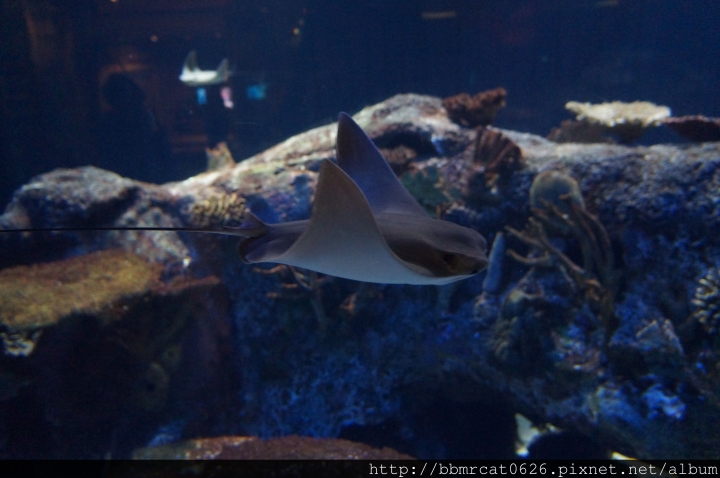 Shark Reef Aquarium - 在沙漠裡探索大海的奧秘