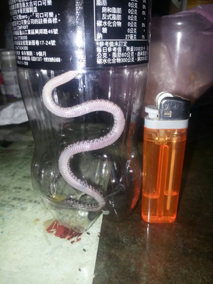 凌晨客廳出現小蛇在逛街，請問這是什麼蛇呢?