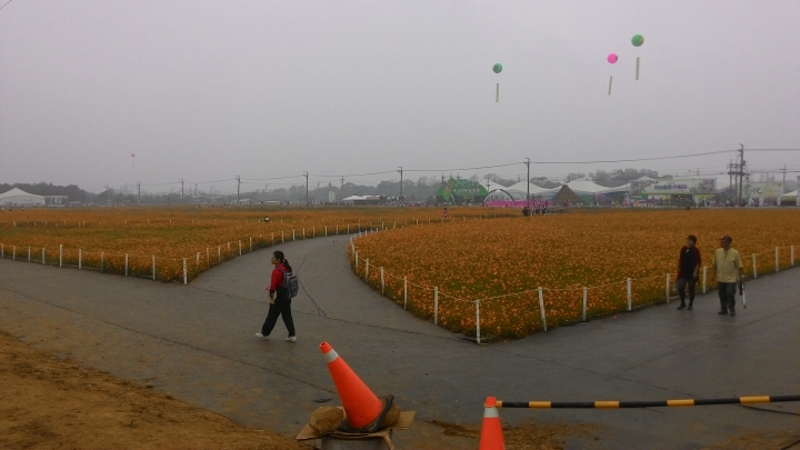 簡單的新社花海之旅