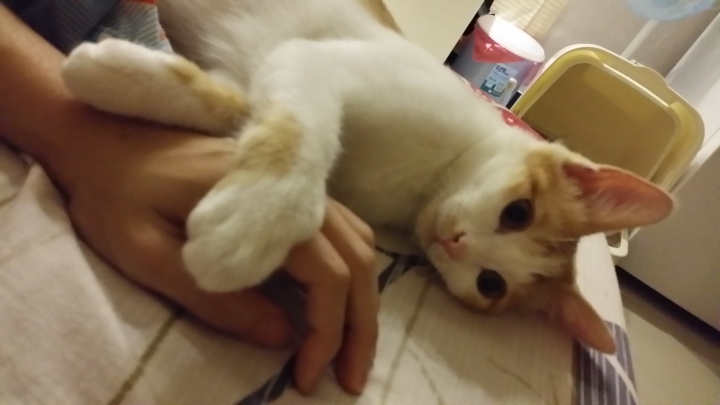 第一次養貓就上手—內有惡貓 慎入