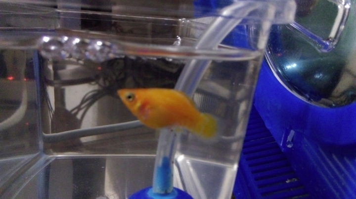 球魚疑似生病?生小魚仔!