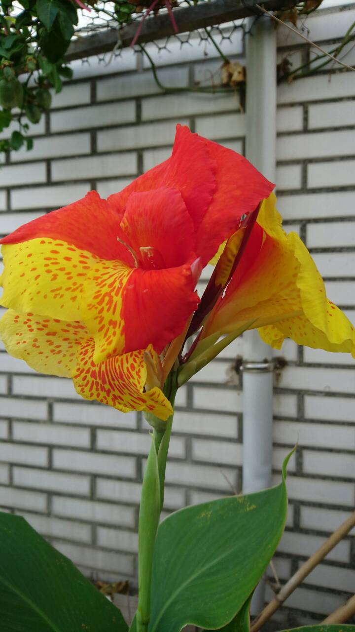 一片花瓣有雙色大朵蓮蕉花