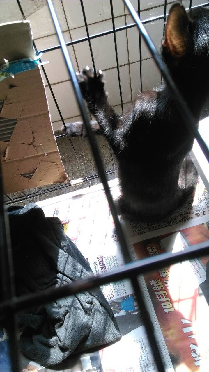 (已送出)雙十國慶小黑貓待有緣人認養