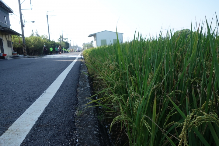 漫步2015台灣米倉，田中馬拉松，