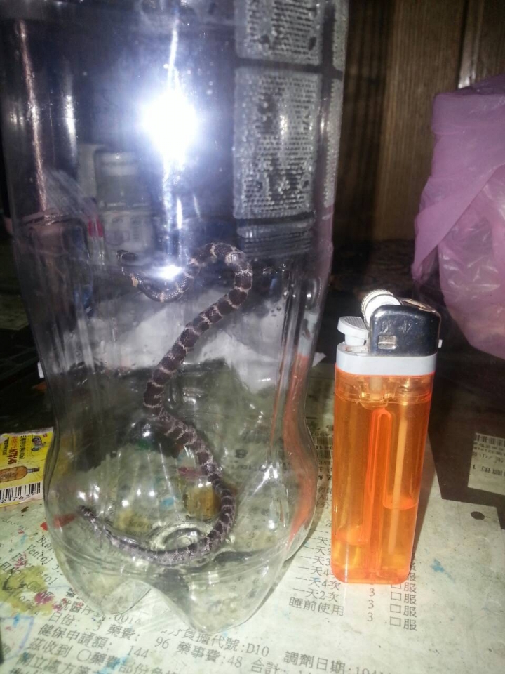凌晨客廳出現小蛇在逛街，請問這是什麼蛇呢?