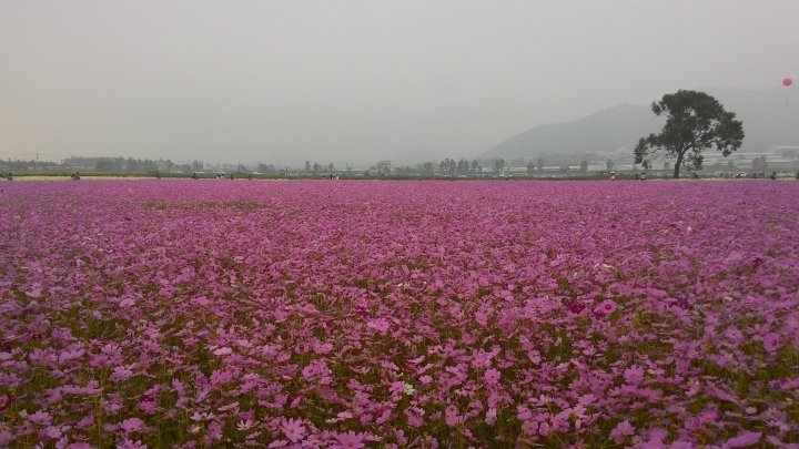 簡單的新社花海之旅