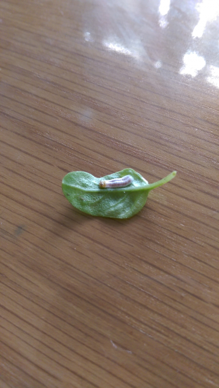 請問這白白的是什麼東西?