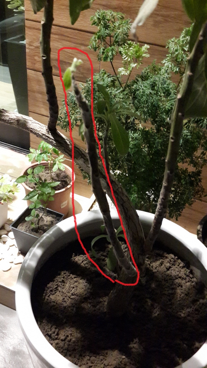 求救 種植問題