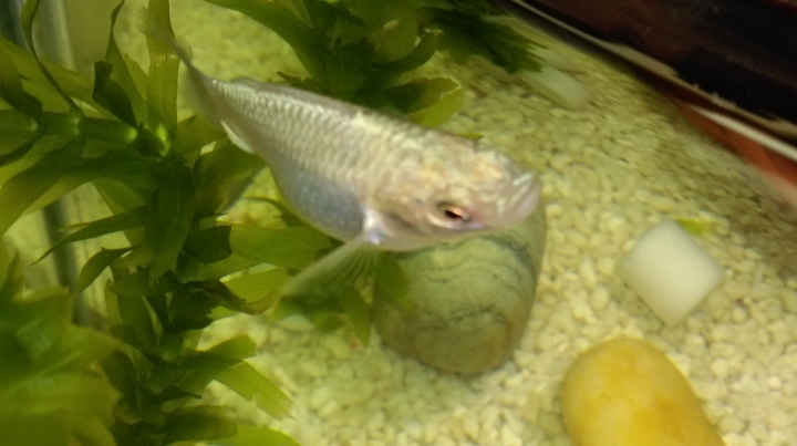 球魚疑似生病?生小魚仔!