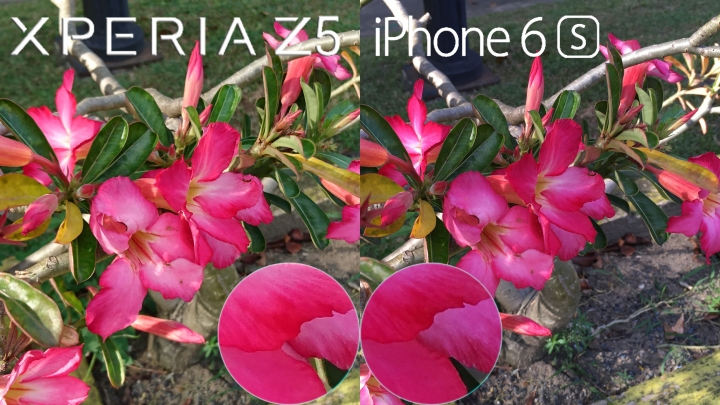 為什麼 Z5 跟 6S  對比結果?