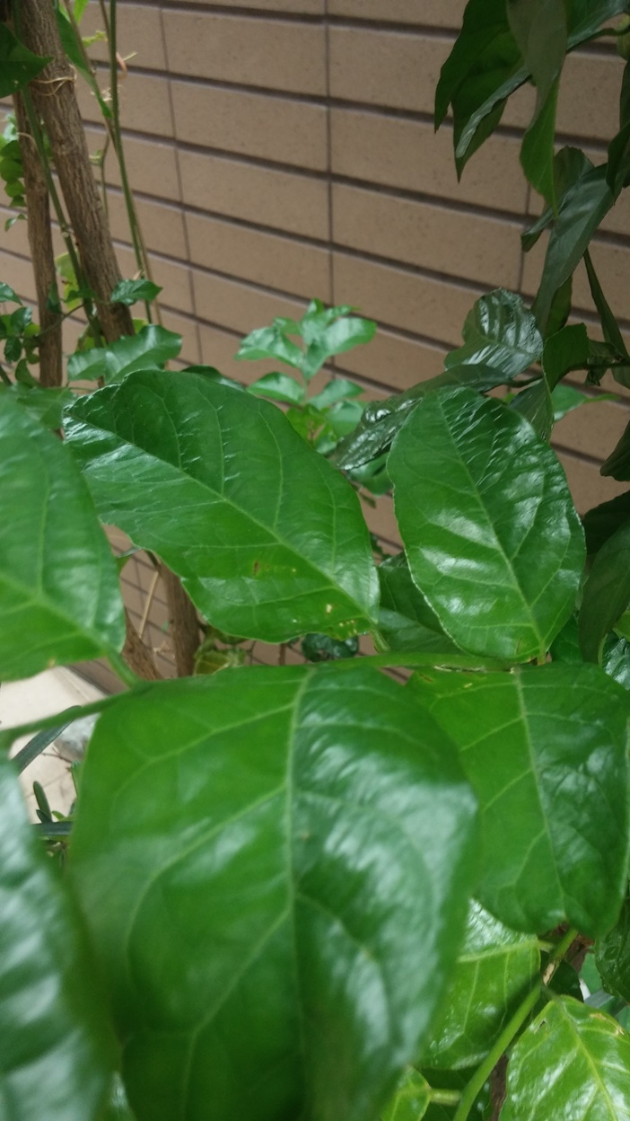 詢問植物名稱