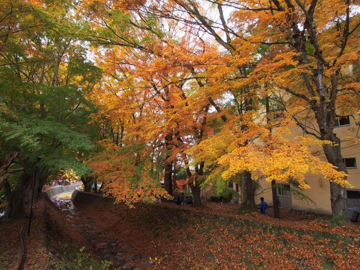 2015.11.11東京河口湖遊記（12mm+9-18mm）