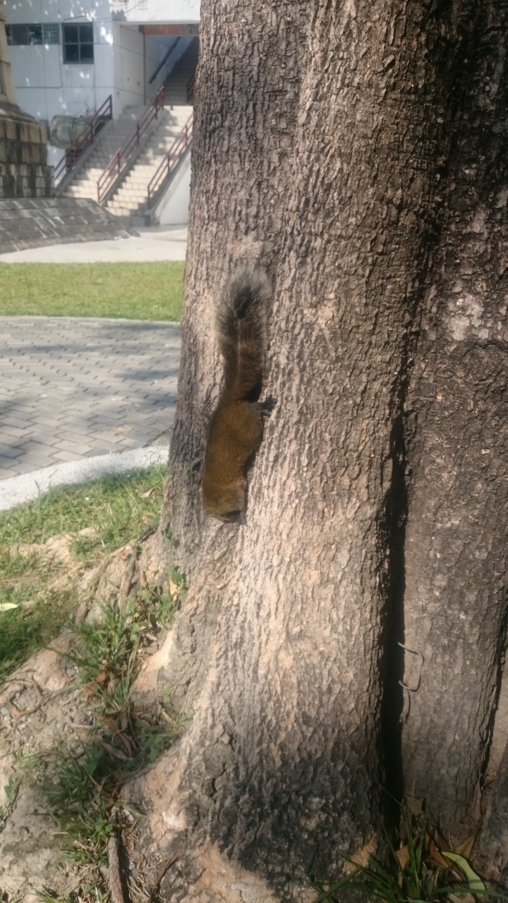 Z1c拍照都霧霧的,是鏡頭發霉嗎?