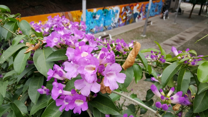 Sony Z5跟S6拍照難分輸贏啊