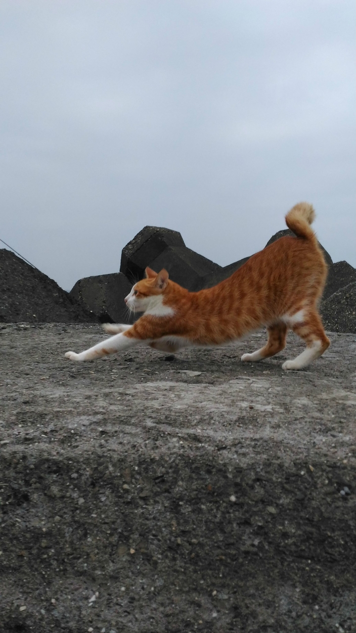 開箱 Asus zenfone selfie