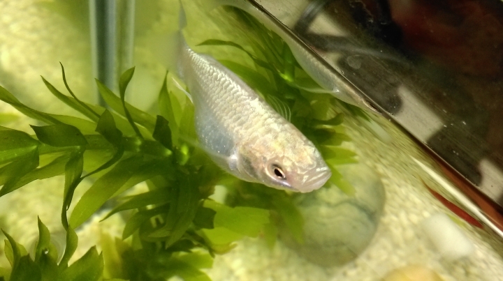 球魚疑似生病?生小魚仔!
