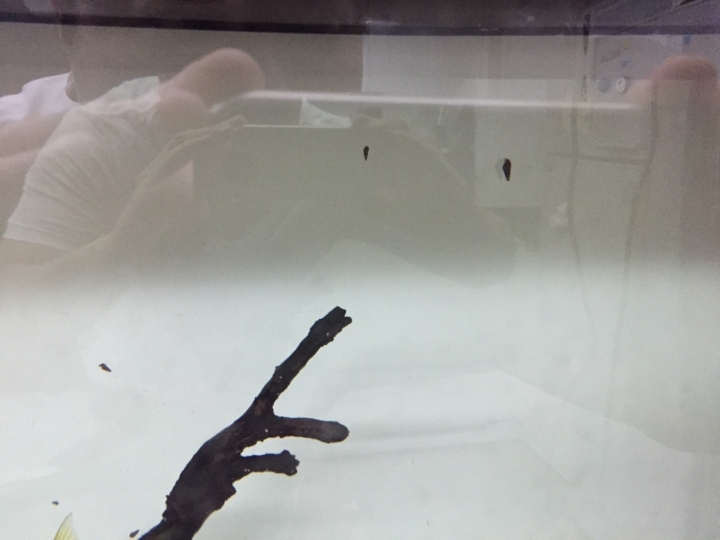 [懇請賜教] 可怕的螺，攻陷了魚缸，怎麼辦？