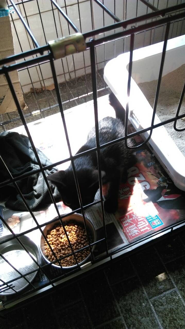 (已送出)雙十國慶小黑貓待有緣人認養