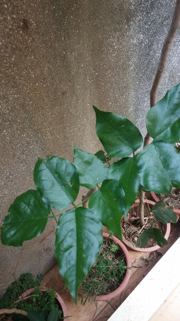 詢問植物名稱